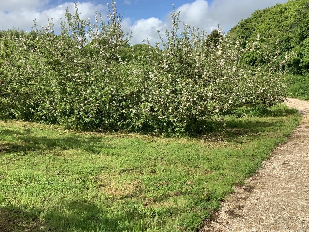 Polgoon Vineyard Annex Penzance Lejlighed Eksteriør billede